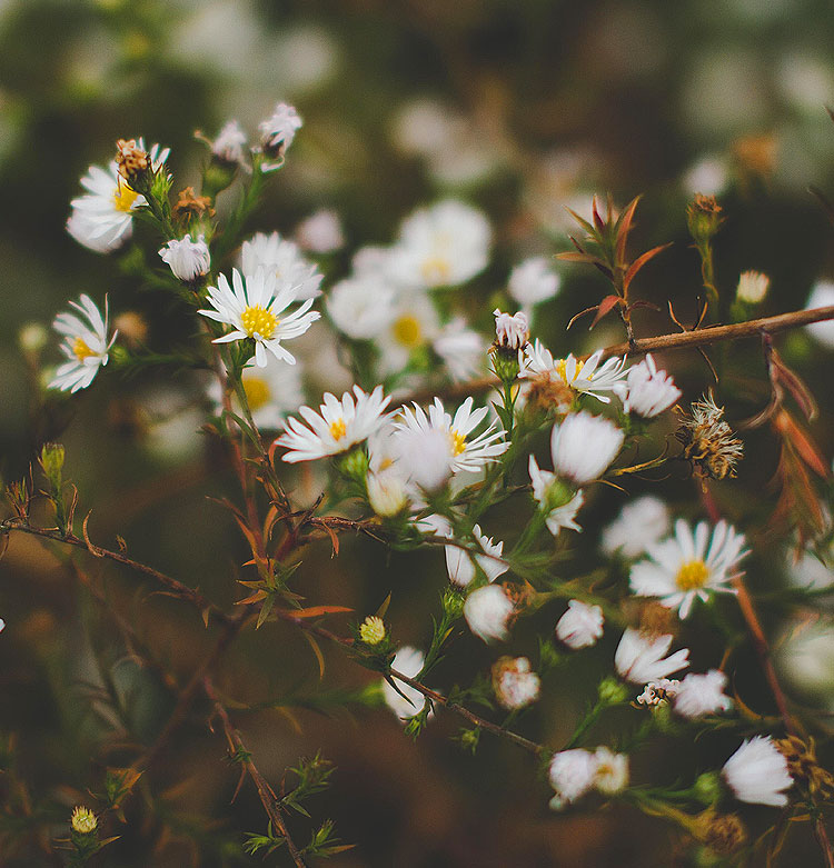 Hampton Funeral Homes Jackson, Hanover & Hillsdale, MI